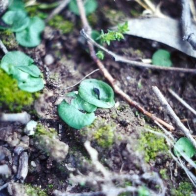 Corysanthes hispida (Bristly Helmet Orchid) at Conder, ACT - 3 Aug 2001 by MichaelBedingfield