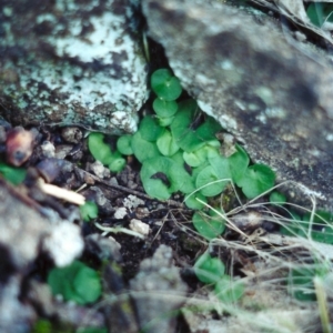 Corysanthes hispida at Conder, ACT - 3 Aug 2001