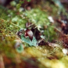 Corysanthes hispida (Bristly Helmet Orchid) at Conder, ACT - 29 Mar 2011 by michaelb