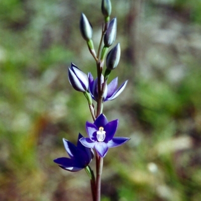 Thelymitra nuda (Scented Sun Orchid) at Tuggeranong Hill - 2 Nov 2000 by michaelb