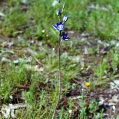 Thelymitra nuda at Conder, ACT - suppressed