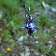 Thelymitra nuda at Conder, ACT - 3 Nov 2000