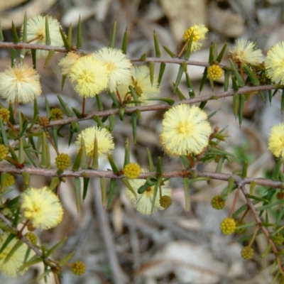 Acacia ulicifolia (Prickly Moses) at Wanniassa Hill - 23 Jul 2014 by julielindner