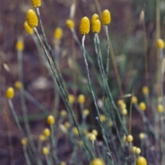 Calocephalus citreus (Lemon Beauty Heads) at Kambah, ACT - 25 Dec 2004 by michaelb