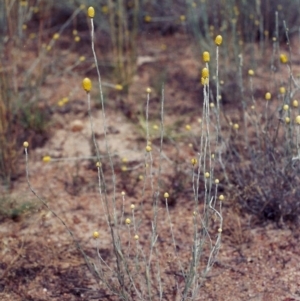 Calocephalus citreus at Kambah, ACT - 26 Dec 2004