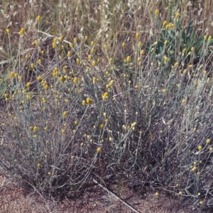 Calocephalus citreus at Kambah, ACT - 26 Dec 2004