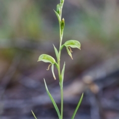 Bunochilus umbrinus (Broad-sepaled Leafy Greenhood) at Point 5821 - 24 Jul 2014 by TobiasHayashi