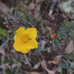 Hibbertia obtusifolia (Grey Guinea-flower) at Rob Roy Range - 27 Jul 2014 by michaelb