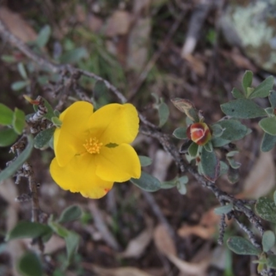 Hibbertia obtusifolia (Grey Guinea-flower) at Rob Roy Range - 27 Jul 2014 by michaelb