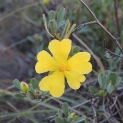 Hibbertia obtusifolia (Grey Guinea-flower) at Greenway, ACT - 29 Apr 2014 by michaelb