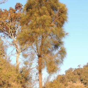 Allocasuarina verticillata at Conder, ACT - 29 Jul 2014