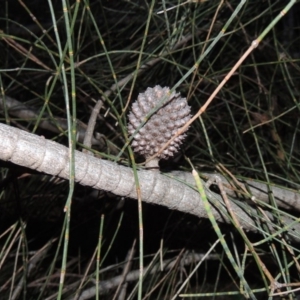 Allocasuarina verticillata at Conder, ACT - 29 Jul 2014 06:04 PM