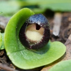 Corysanthes incurva (Slaty Helmet Orchid) at Canberra Central, ACT - 29 Jul 2014 by TobiasHayashi