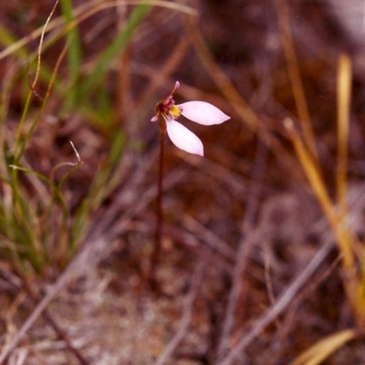 Eriochilus cucullatus (Parson's Bands) at Conder, ACT - 24 Mar 2000 by michaelb