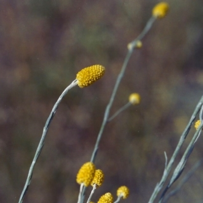 Calocephalus citreus (Lemon Beauty Heads) at Tuggeranong Hill - 3 Jan 2002 by michaelb