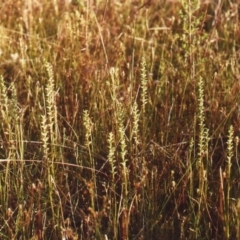 Microtis unifolia (Common Onion Orchid) at Theodore, ACT - 11 Dec 2010 by MichaelBedingfield