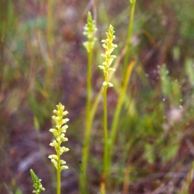 Microtis unifolia (Common Onion Orchid) at Conder, ACT - 21 Nov 1999 by michaelb