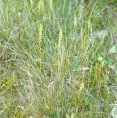 Microtis unifolia (Common Onion Orchid) at Tuggeranong Hill - 8 Nov 1999 by michaelb