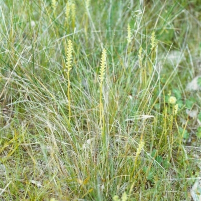 Microtis unifolia (Common Onion Orchid) at Conder, ACT - 8 Nov 1999 by michaelb