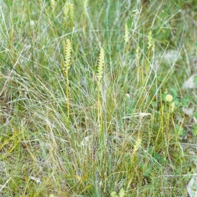 Microtis unifolia (Common Onion Orchid) at Tuggeranong Hill - 8 Nov 1999 by michaelb