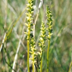 Microtis unifolia (Common onion orchid) at Bonython, ACT - 27 Oct 1999 by michaelb