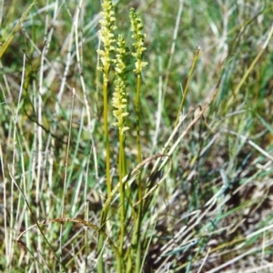 Microtis unifolia at Bonython, ACT - 28 Oct 1999