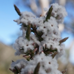 Leucopogon attenuatus (Small-leaved Beard Heath) at Point 5815 - 2 Aug 2014 by AaronClausen