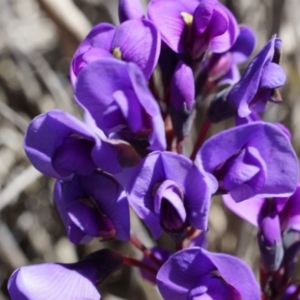 Hardenbergia violacea at Canberra Central, ACT - 2 Aug 2014 12:45 PM