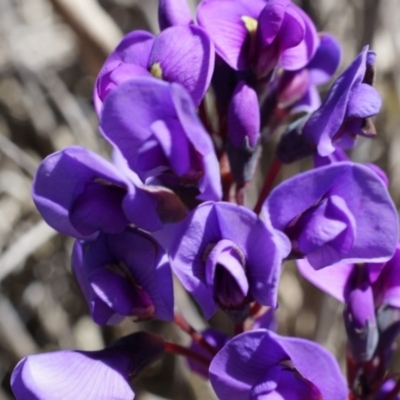 Hardenbergia violacea (False Sarsaparilla) at Black Mountain - 2 Aug 2014 by AaronClausen