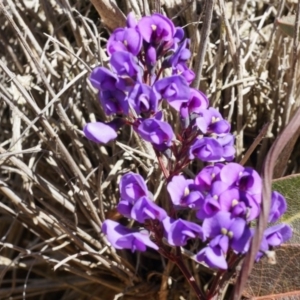 Hardenbergia violacea at Canberra Central, ACT - 2 Aug 2014 12:45 PM