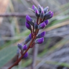 Hardenbergia violacea (False Sarsaparilla) at Canberra Central, ACT - 2 Aug 2014 by AaronClausen
