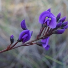 Hardenbergia violacea at Canberra Central, ACT - 2 Aug 2014 11:40 AM