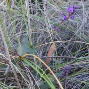 Hardenbergia violacea at Canberra Central, ACT - 2 Aug 2014 11:40 AM