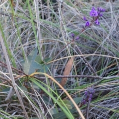 Hardenbergia violacea at Canberra Central, ACT - 2 Aug 2014