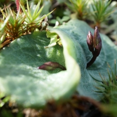 Cyrtostylis reniformis (Common Gnat Orchid) at Canberra Central, ACT by AaronClausen