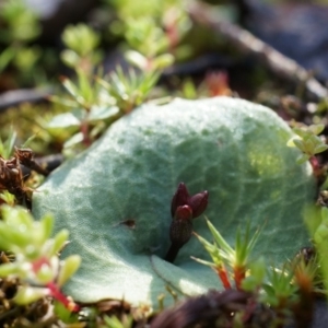 Cyrtostylis reniformis at suppressed - suppressed