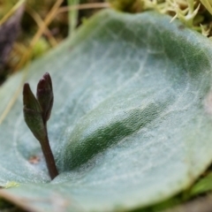 Cyrtostylis reniformis (Common Gnat Orchid) at Canberra Central, ACT - 2 Aug 2014 by AaronClausen