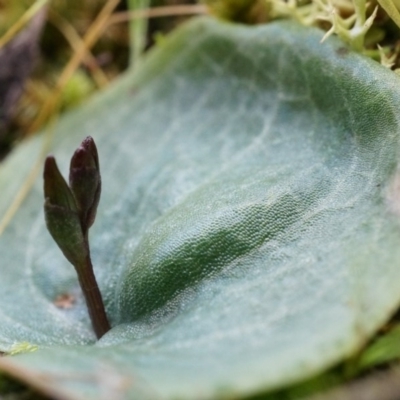 Cyrtostylis reniformis (Common Gnat Orchid) at Canberra Central, ACT by AaronClausen