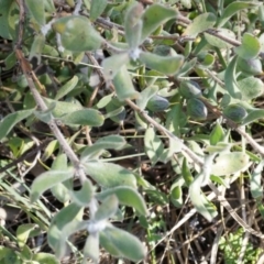 Persoonia rigida (Hairy Geebung) at Canberra Central, ACT - 2 Aug 2014 by AaronClausen