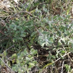 Persoonia rigida at Canberra Central, ACT - 2 Aug 2014