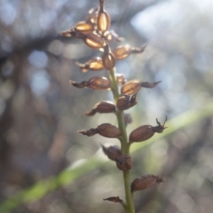 Corunastylis cornuta at Canberra Central, ACT - 2 Aug 2014