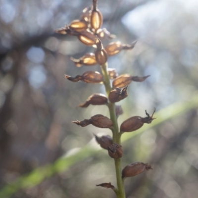 Corunastylis cornuta (Horned Midge Orchid) at Canberra Central, ACT - 2 Aug 2014 by AaronClausen