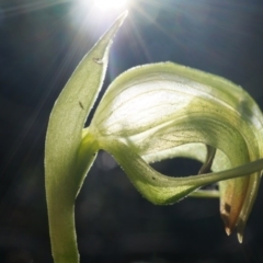 Pterostylis nutans (Nodding Greenhood) at Canberra Central, ACT - 2 Aug 2014 by AaronClausen