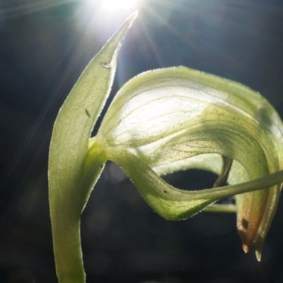 Pterostylis nutans (Nodding Greenhood) at Canberra Central, ACT - 2 Aug 2014 by AaronClausen