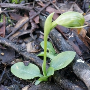 Pterostylis nutans at Canberra Central, ACT - suppressed