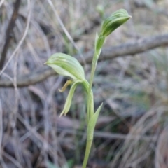 Bunochilus umbrinus (Broad-sepaled Leafy Greenhood) at Point 5821 - 2 Aug 2014 by AaronClausen
