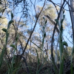 Bunochilus umbrinus (Broad-sepaled Leafy Greenhood) at Canberra Central, ACT - 2 Aug 2014 by AaronClausen