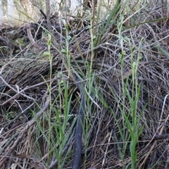 Bunochilus umbrinus (ACT) = Pterostylis umbrina (NSW) at suppressed - suppressed