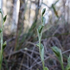 Bunochilus umbrinus (ACT) = Pterostylis umbrina (NSW) at suppressed - suppressed