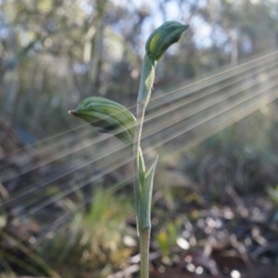 Bunochilus umbrinus (ACT) = Pterostylis umbrina (NSW) (Broad-sepaled Leafy Greenhood) at Canberra Central, ACT by AaronClausen